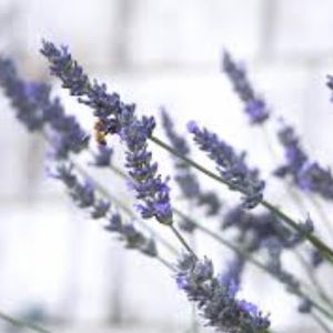 Meet your Posher, Cassidy